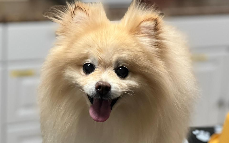 Las mascotas envejecen igual que un adulto y requieren cuidados especiales; esto dice un experto