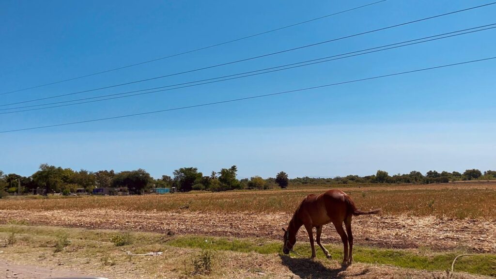 Caballo en pastura comiendo con el cielo azul