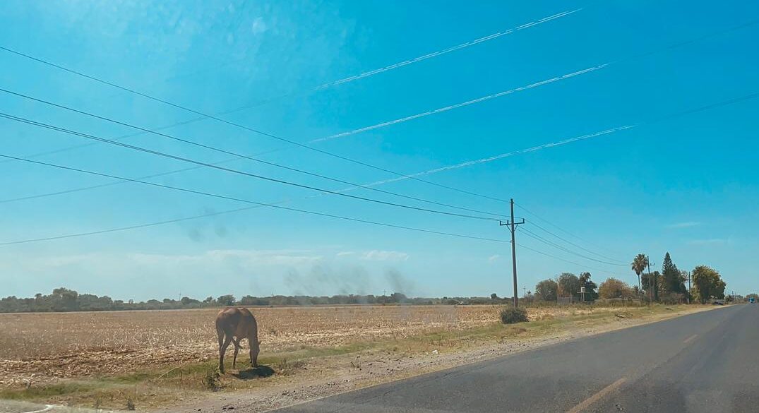 Carretera con cielo azul y un caballo