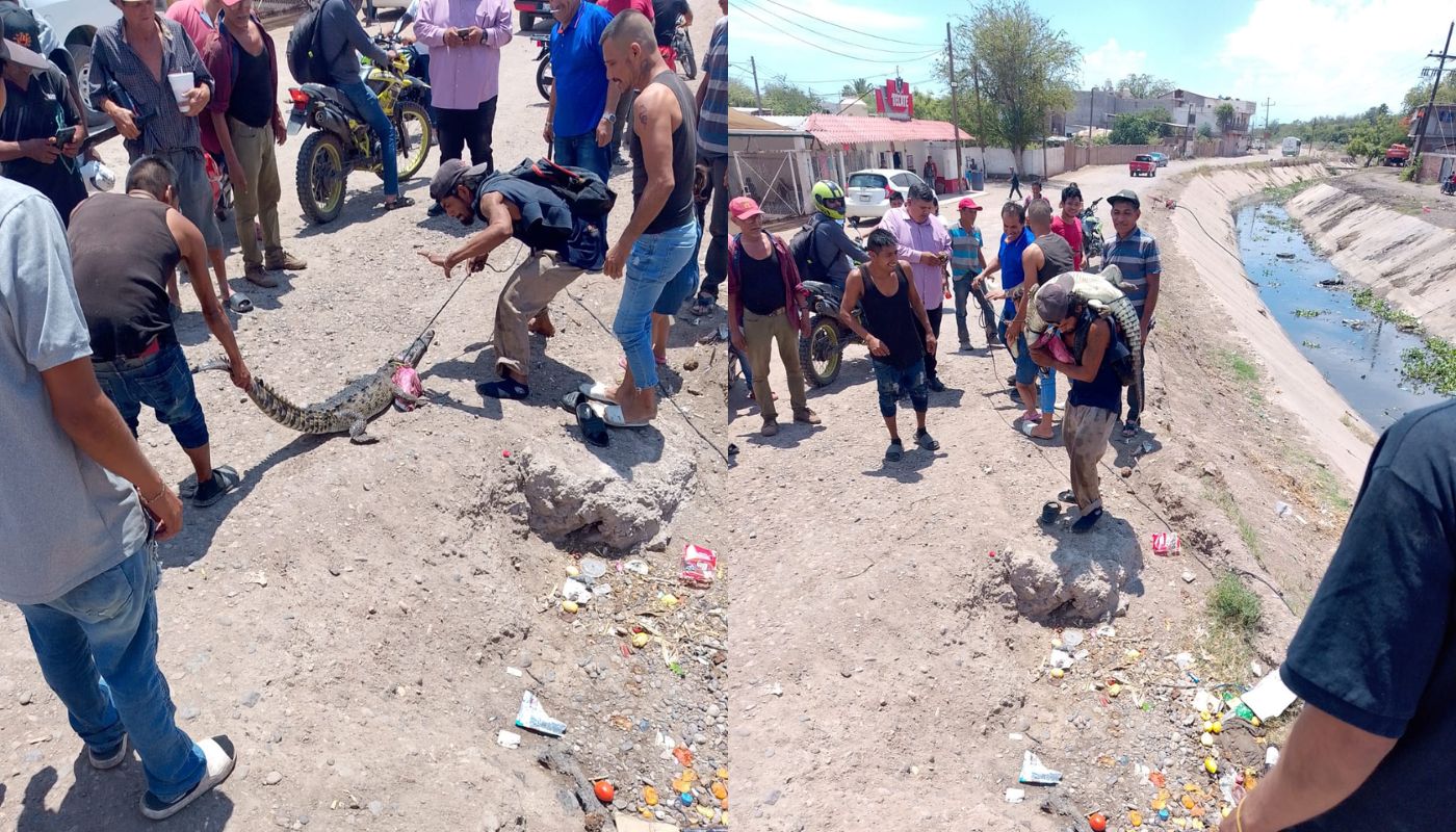 Personas capturando cocodrilo al lado de un canal