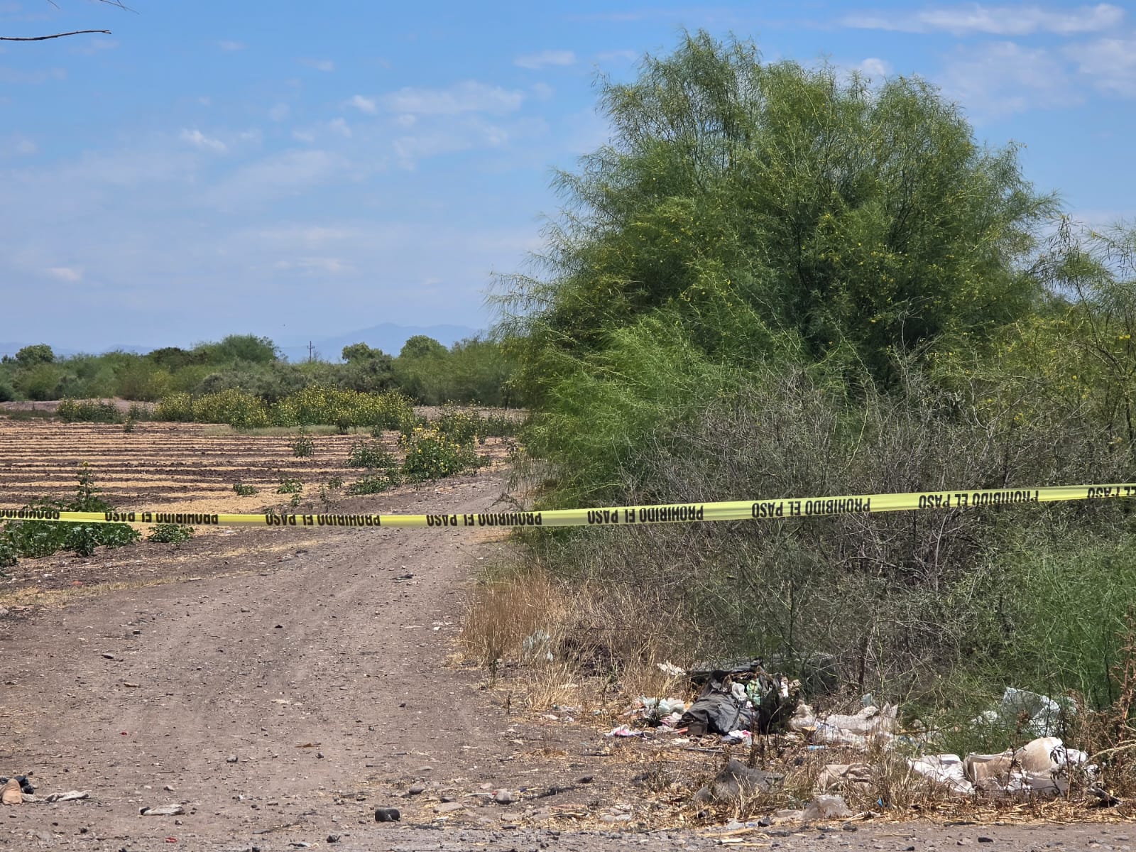 Parcelas y arbustos junto a calle y cintas amarillas de peritaje