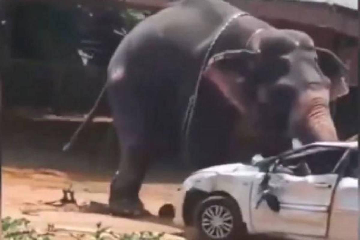 ¡Terror en templo de India! Ataque de elefante deja al menos un muerto y un herido: VIDEO