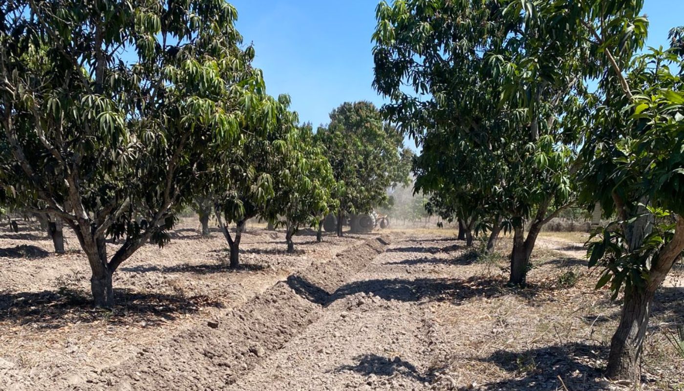 Arboles de mango