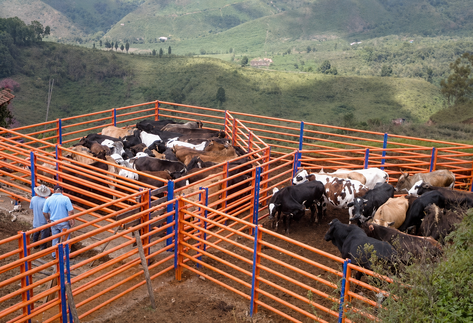 Corral de vacas