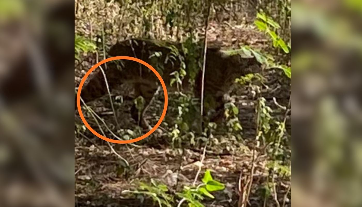 Felino entre árboles con un circulo naranja