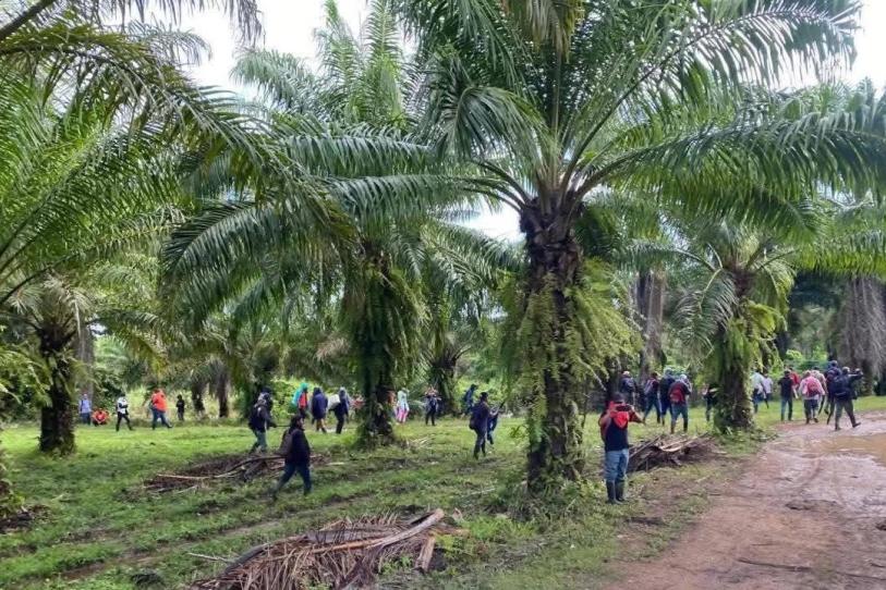 Conmoción en Honduras: masacre en finca de palma africana deja al menos 14 personas sin vida