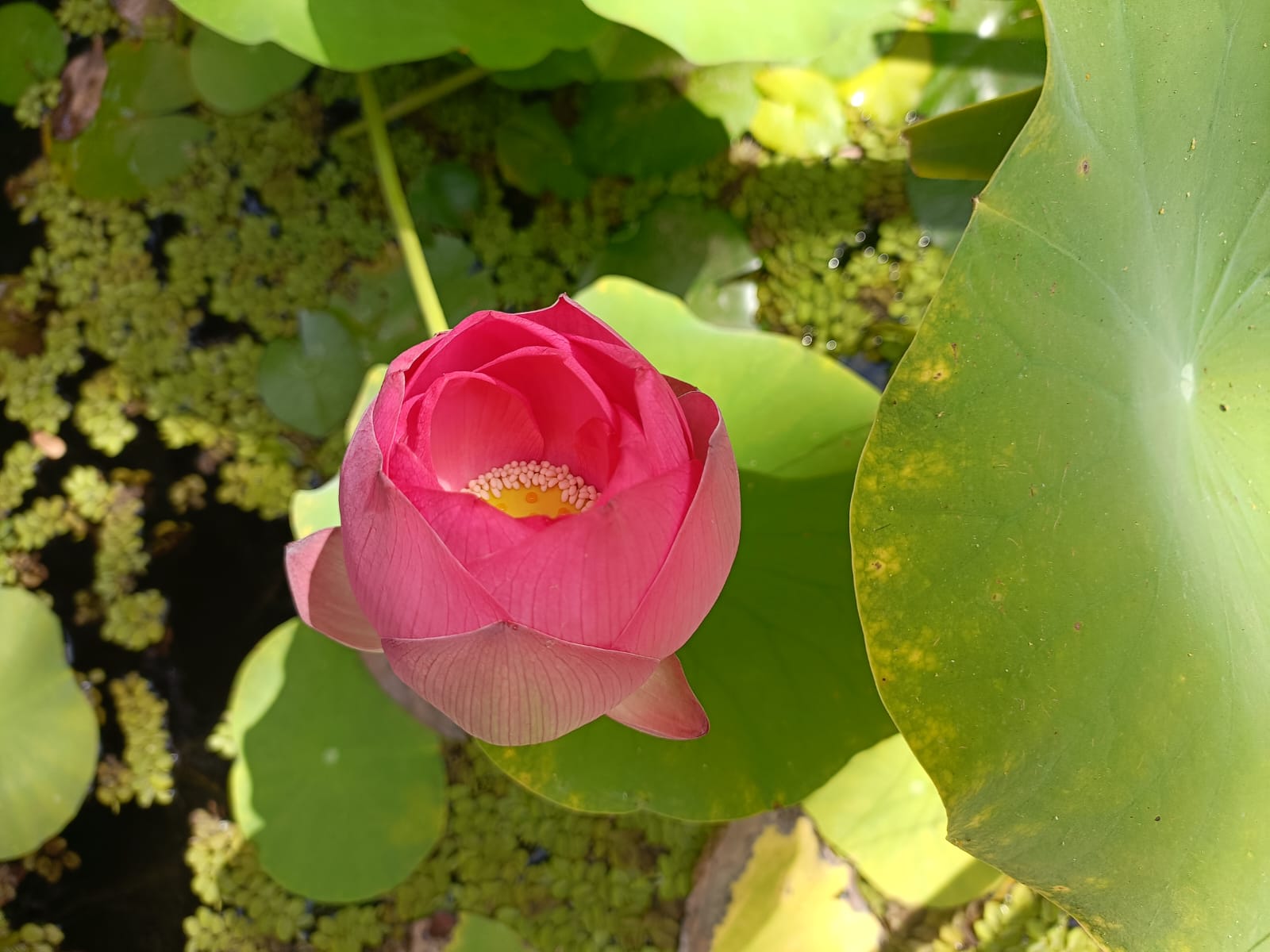 Flor de loto