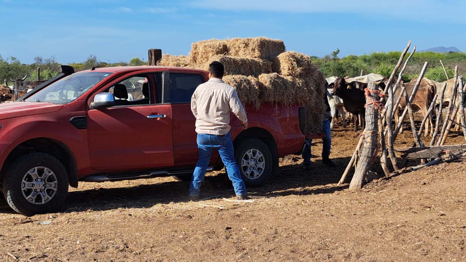 Ganaderos en campo bajando pacas de maíz de una camioneta