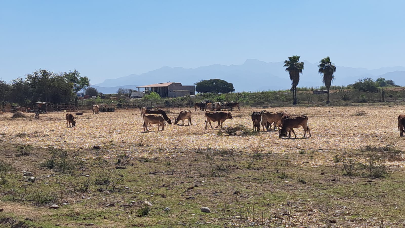 Ganado en campo sinaloense