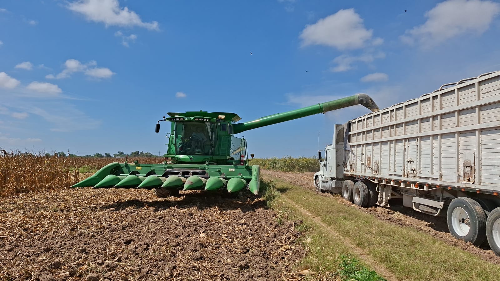 Vaciado del grano de maíz en una caja de transporte