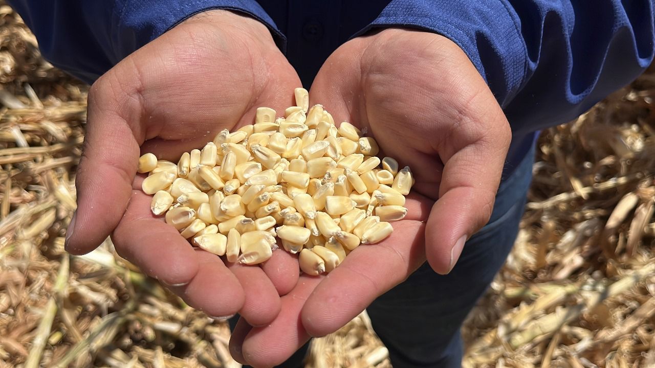 Persona sostiene grano de maíz producido en Sinaloa