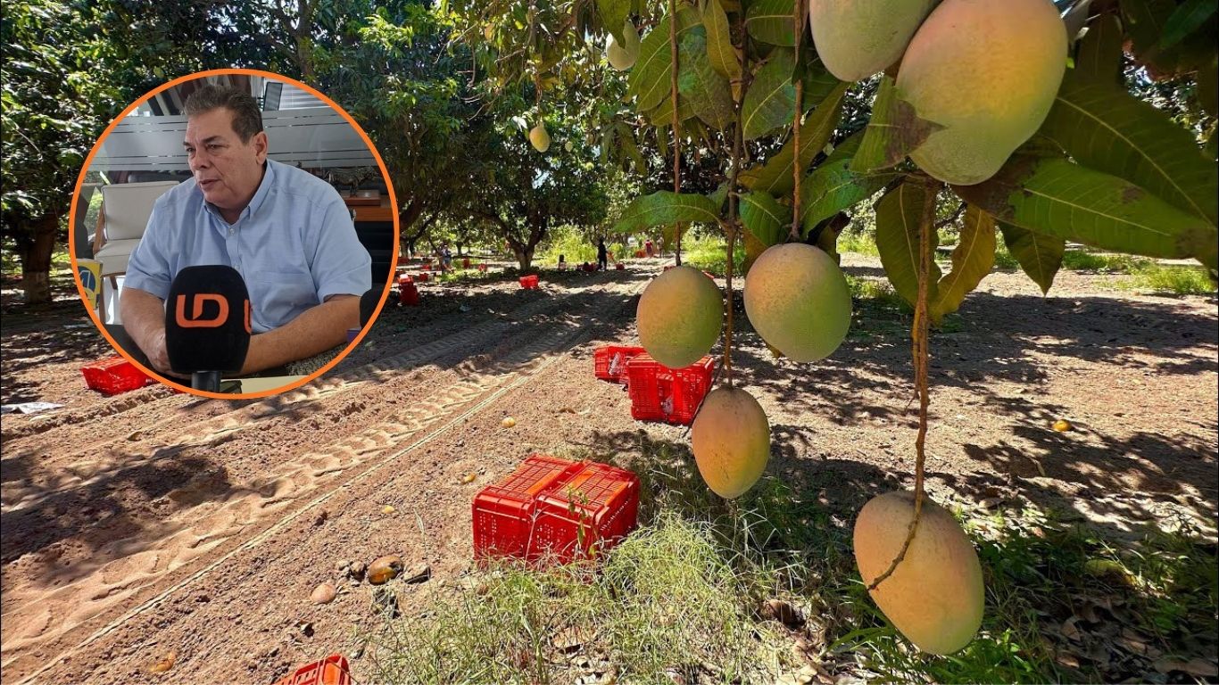Huerta de mangos
