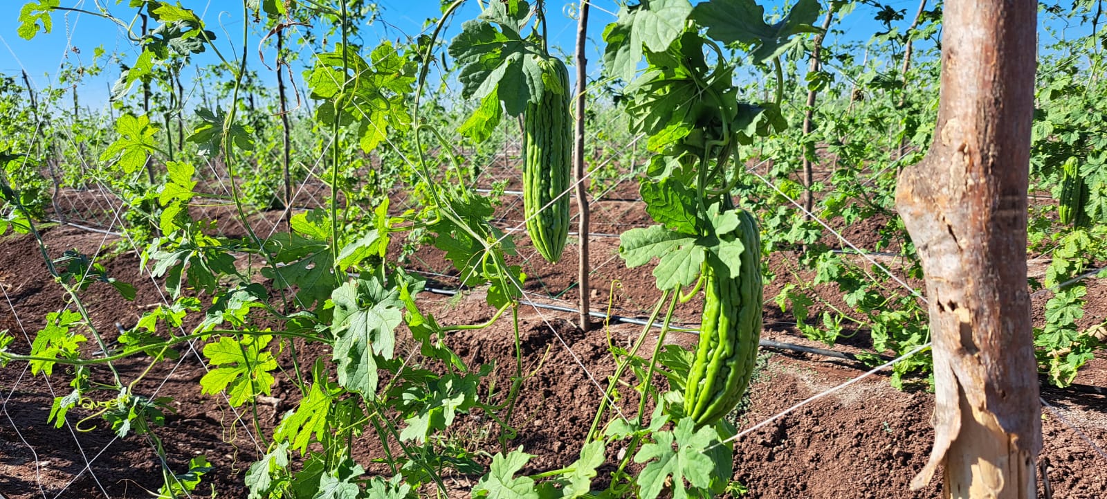 Cultivo de hortaliza.