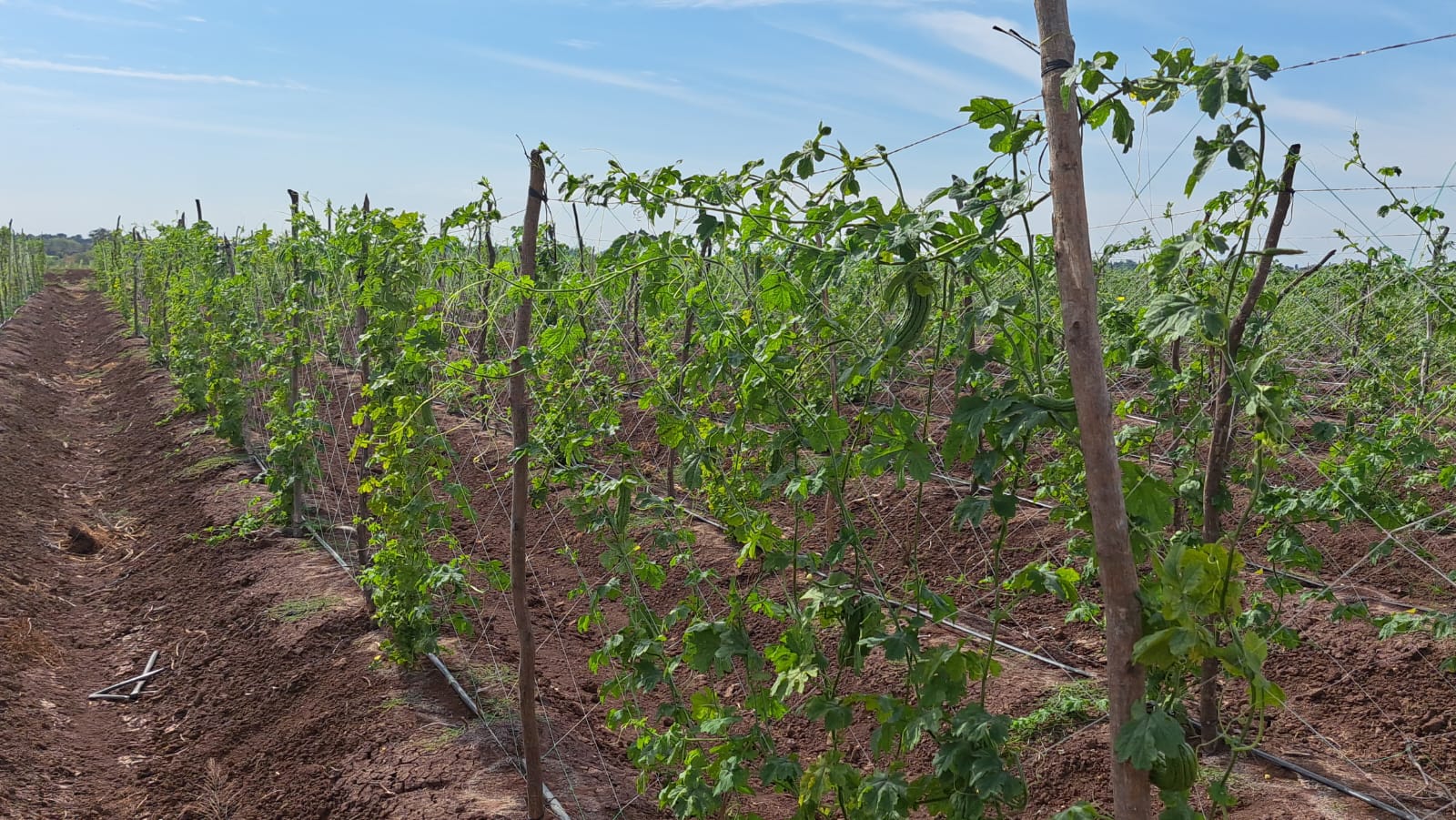 Zafra de hortalizas