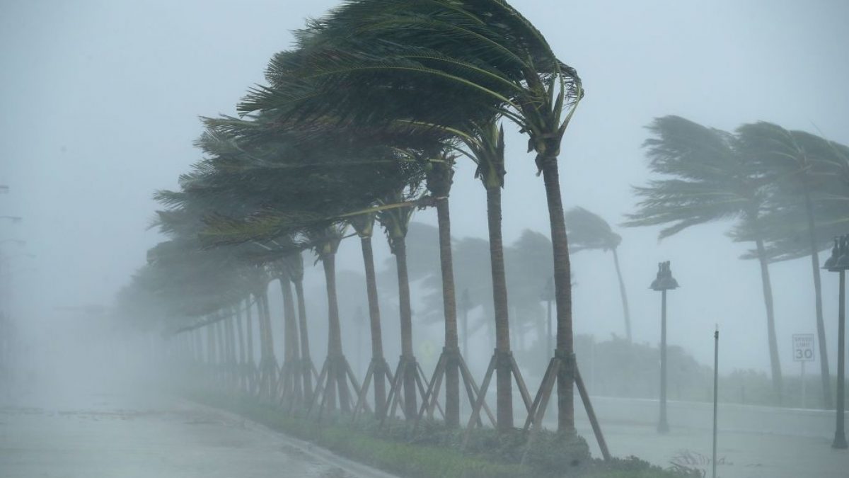 Palmas siendo afectadas por la lluvia y el viento de un huracán.