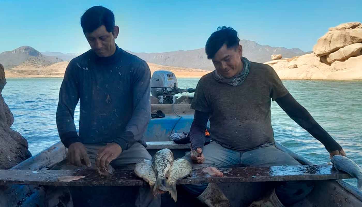 Pescadores limpian tilapia en Badiraguato