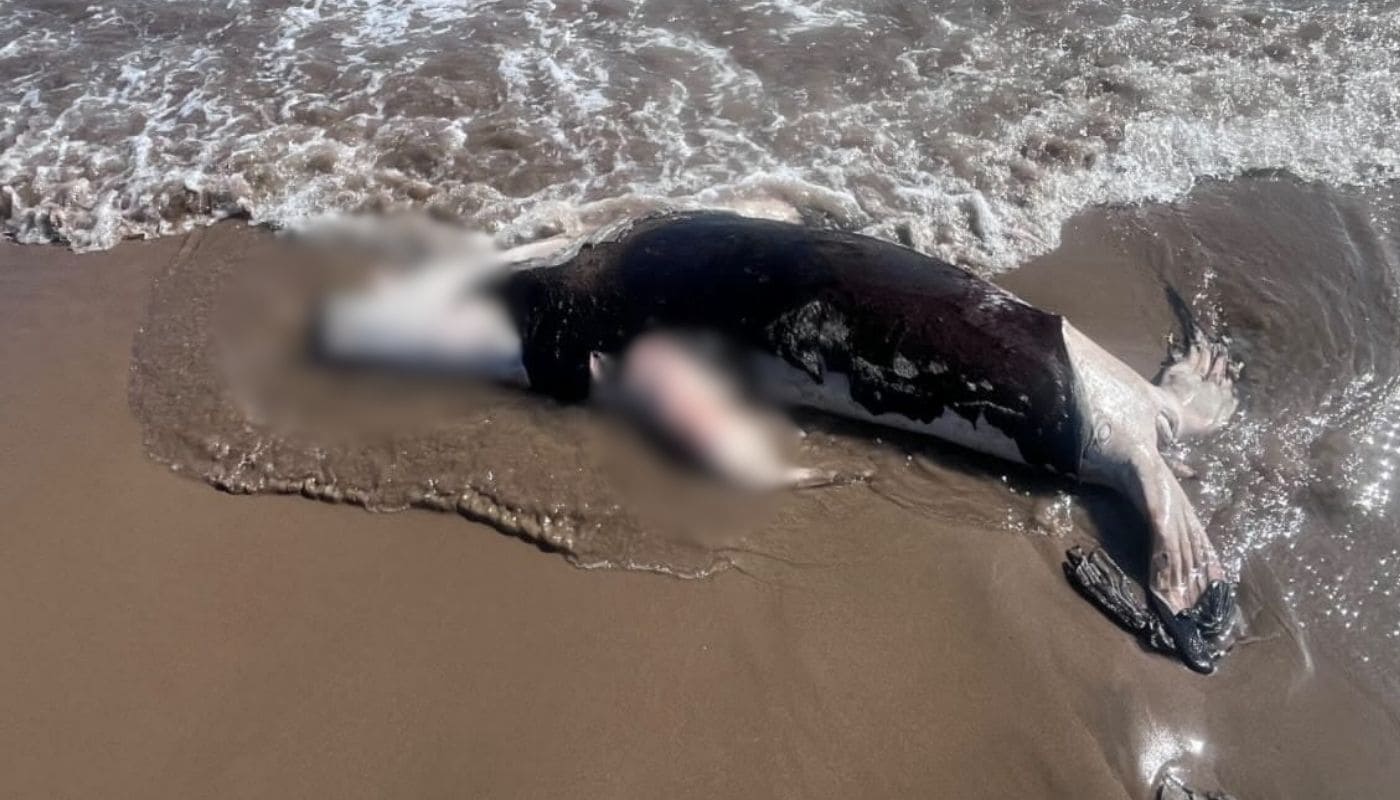 Lobo Marino en las olas con arena