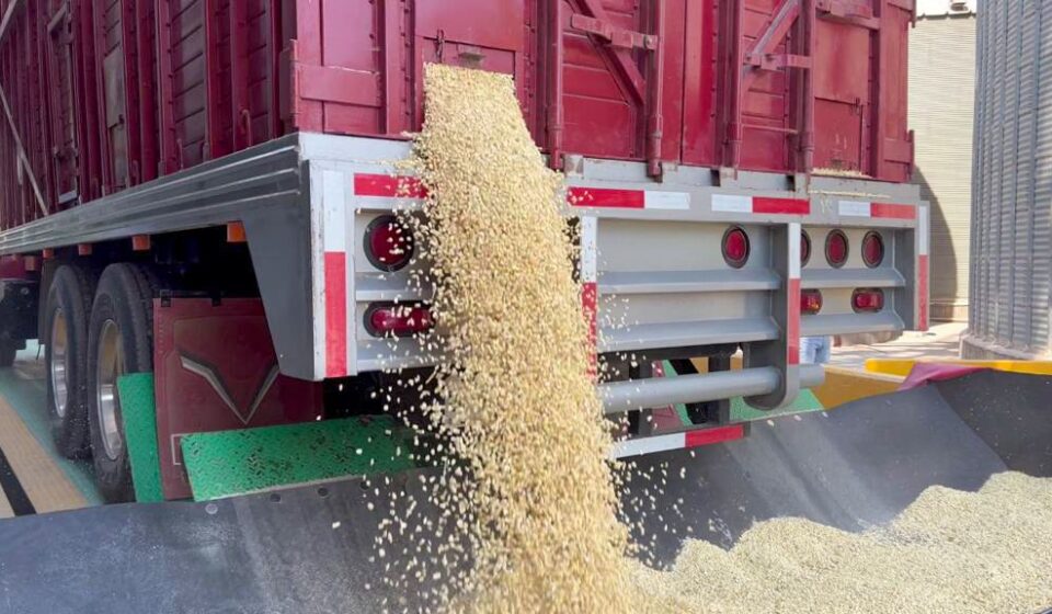 Camión con maíz saliendo de la caja