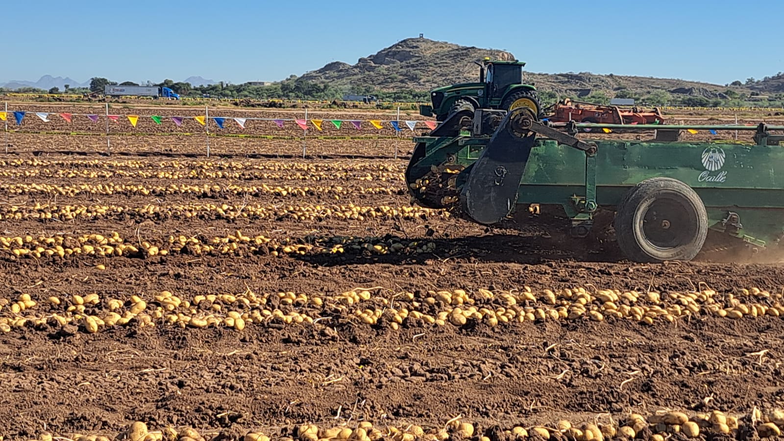 Cosecha de papa en campo agrícola