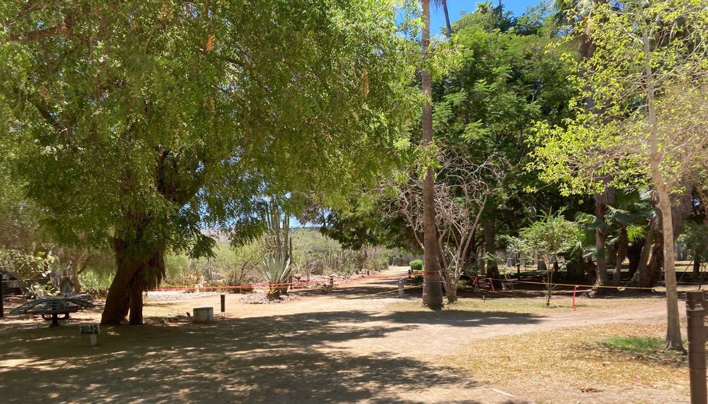 Árboles en el Parque Sinaloa, Jardín Botánico Benjamin Francis Johnston.