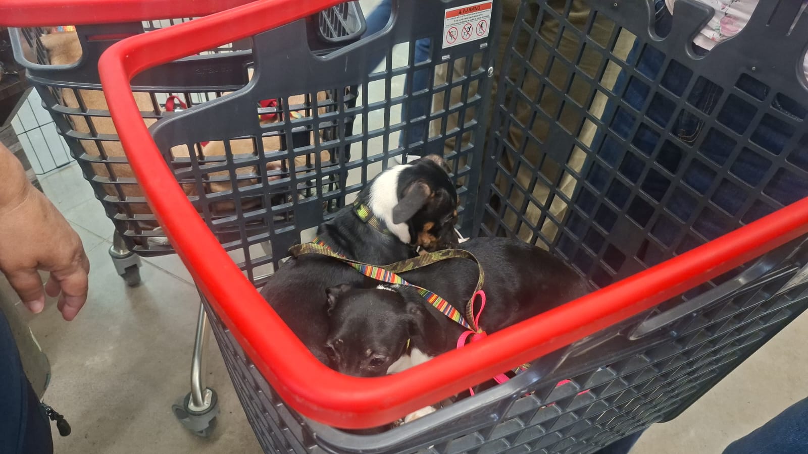 Rescatistas promueven adopción responsable de mascotas