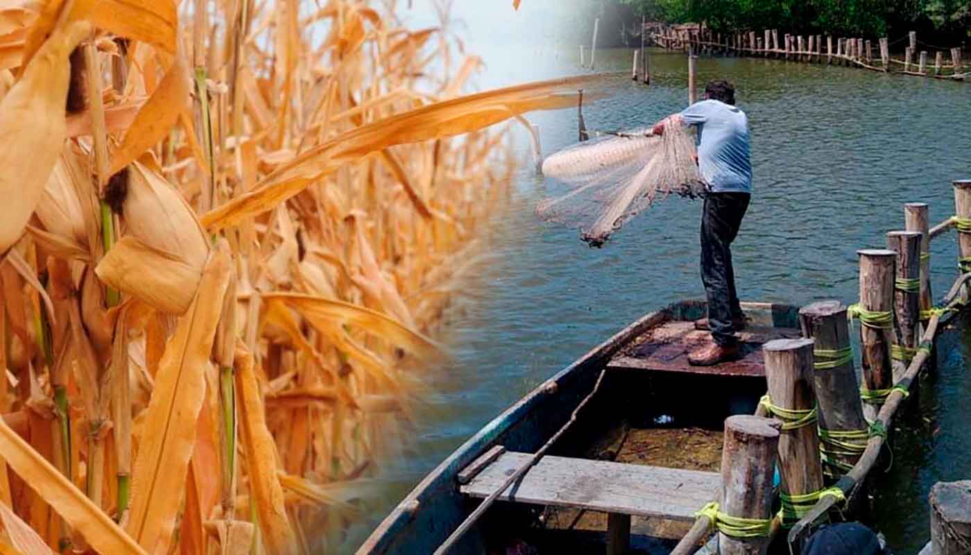 Pescador y parcela de maíz