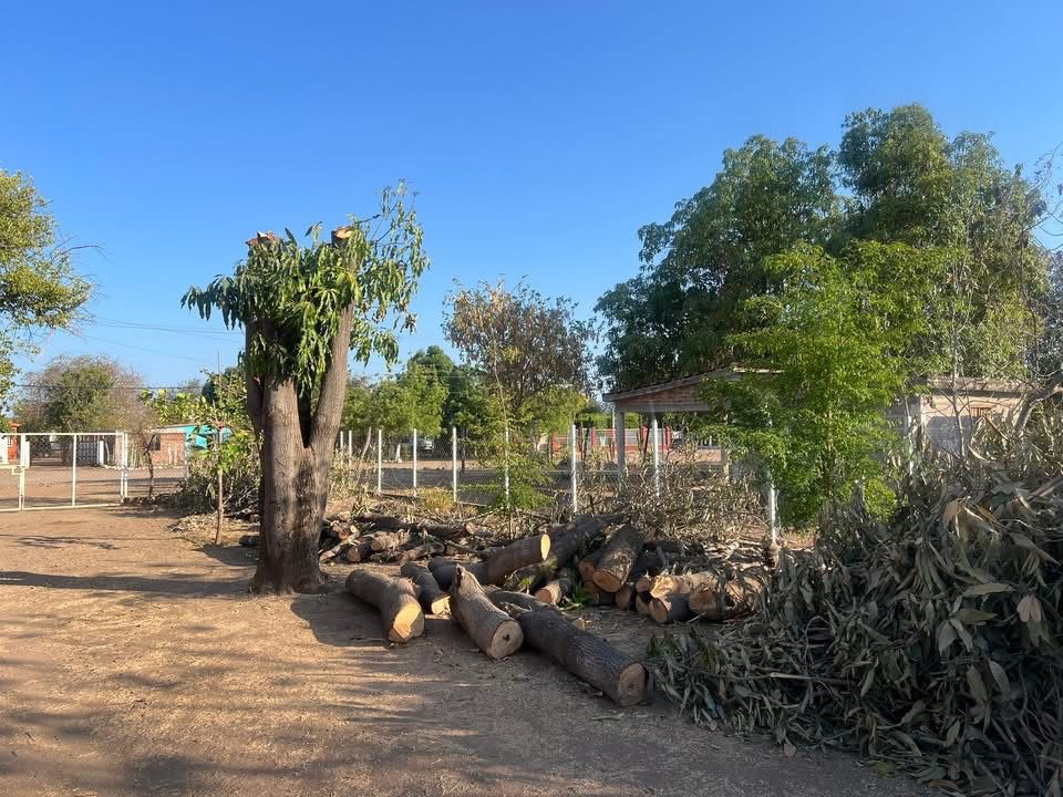 Vegetación seca y cortada debido a falta de agua