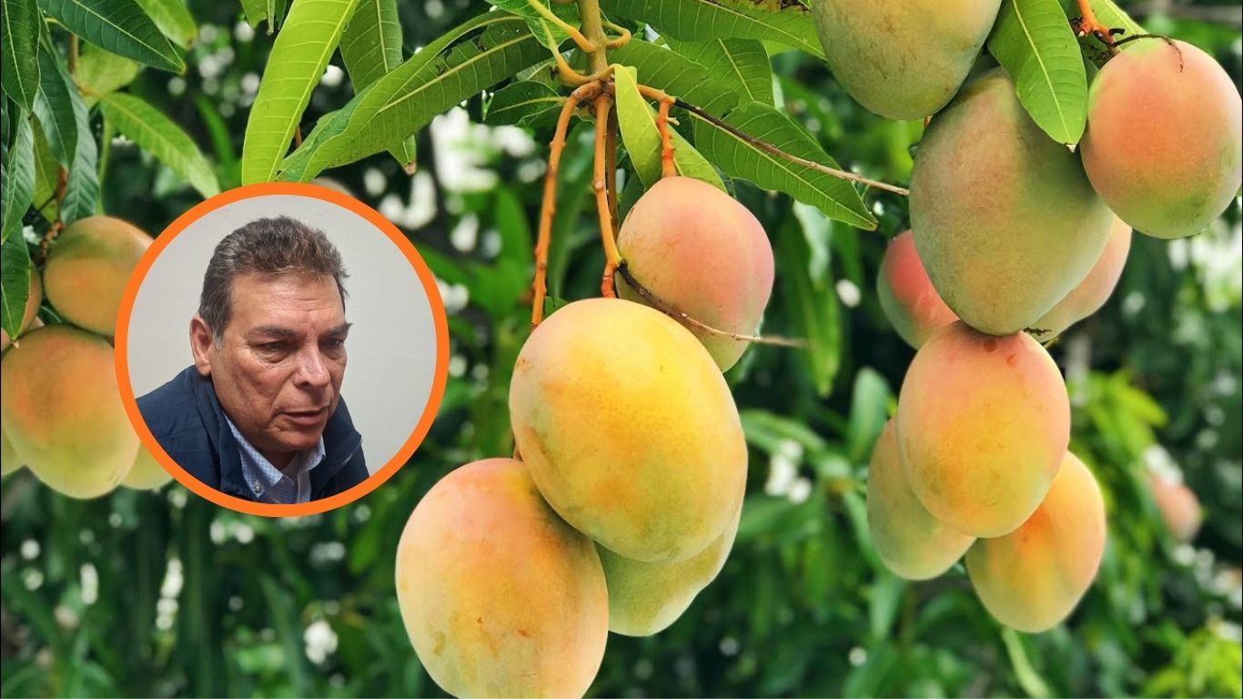 mangos amarillos con naranaja colgados de árbol con hojas verdes