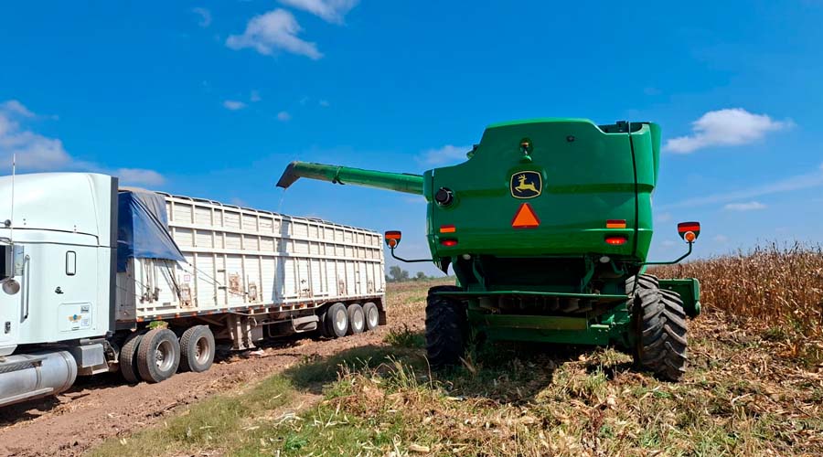 Vaciado del grano de maíz en una caja de transporte