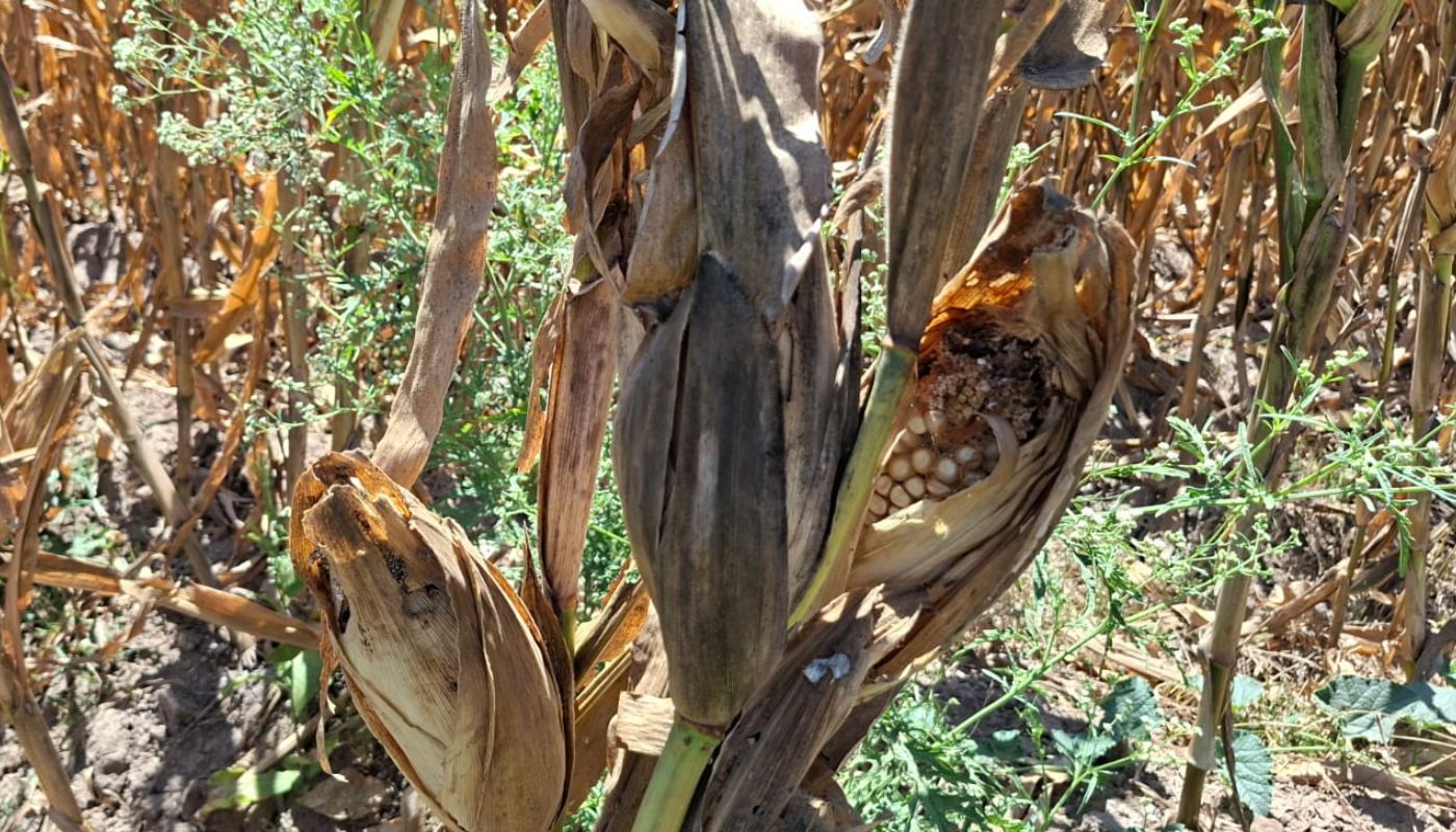 Cosecha de maíz adulterada