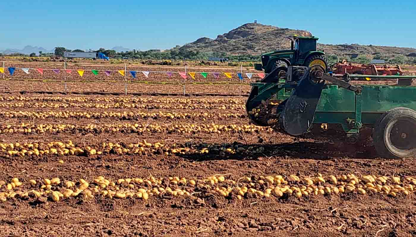 Sinaloa exporta embarque de papa