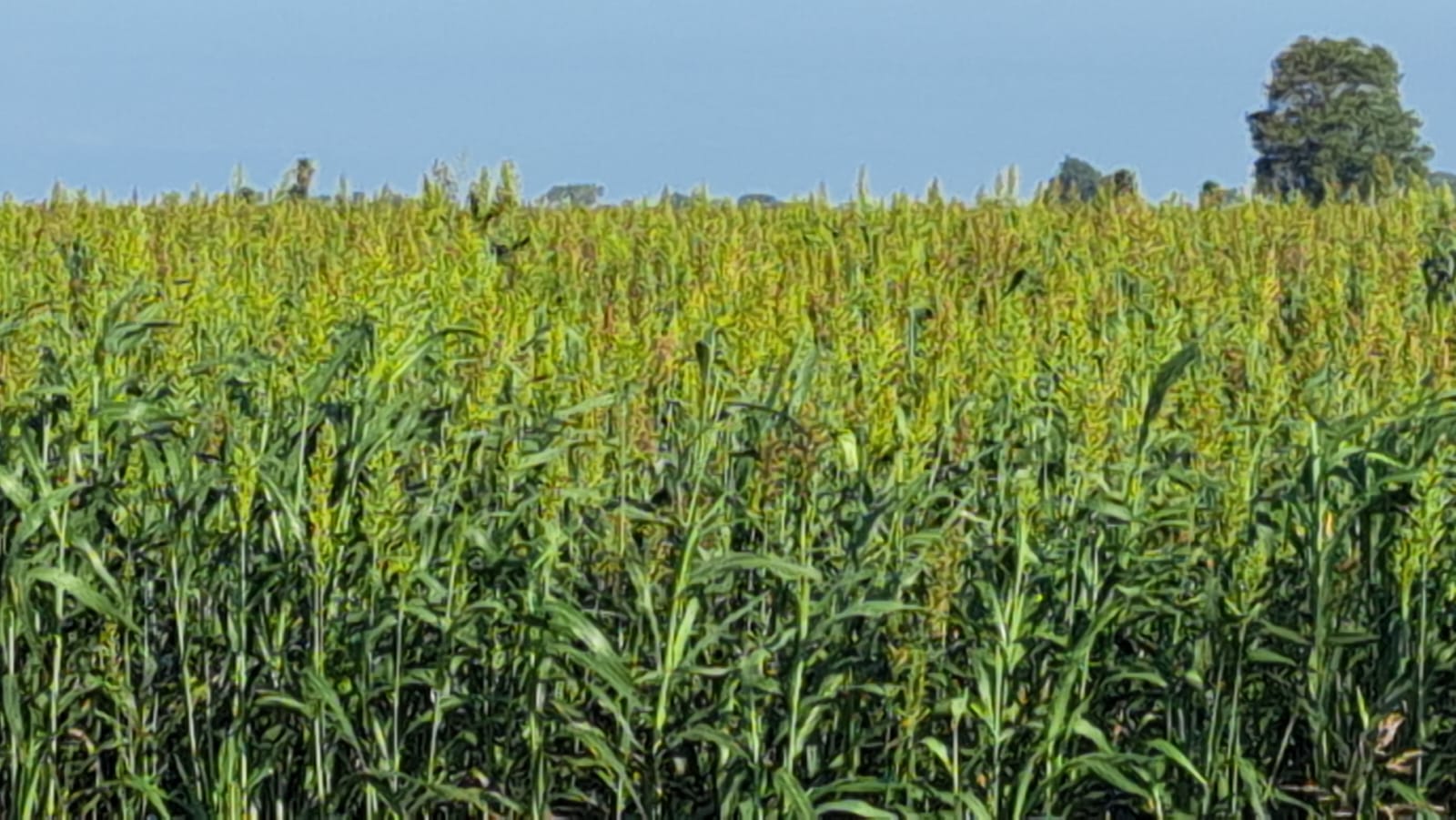 Plantas de sorgo en cultivo