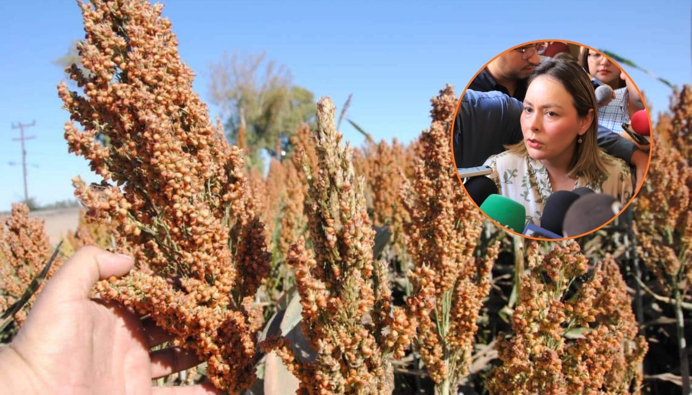 En grande cultivo de sorgo y en circulo gobernadora