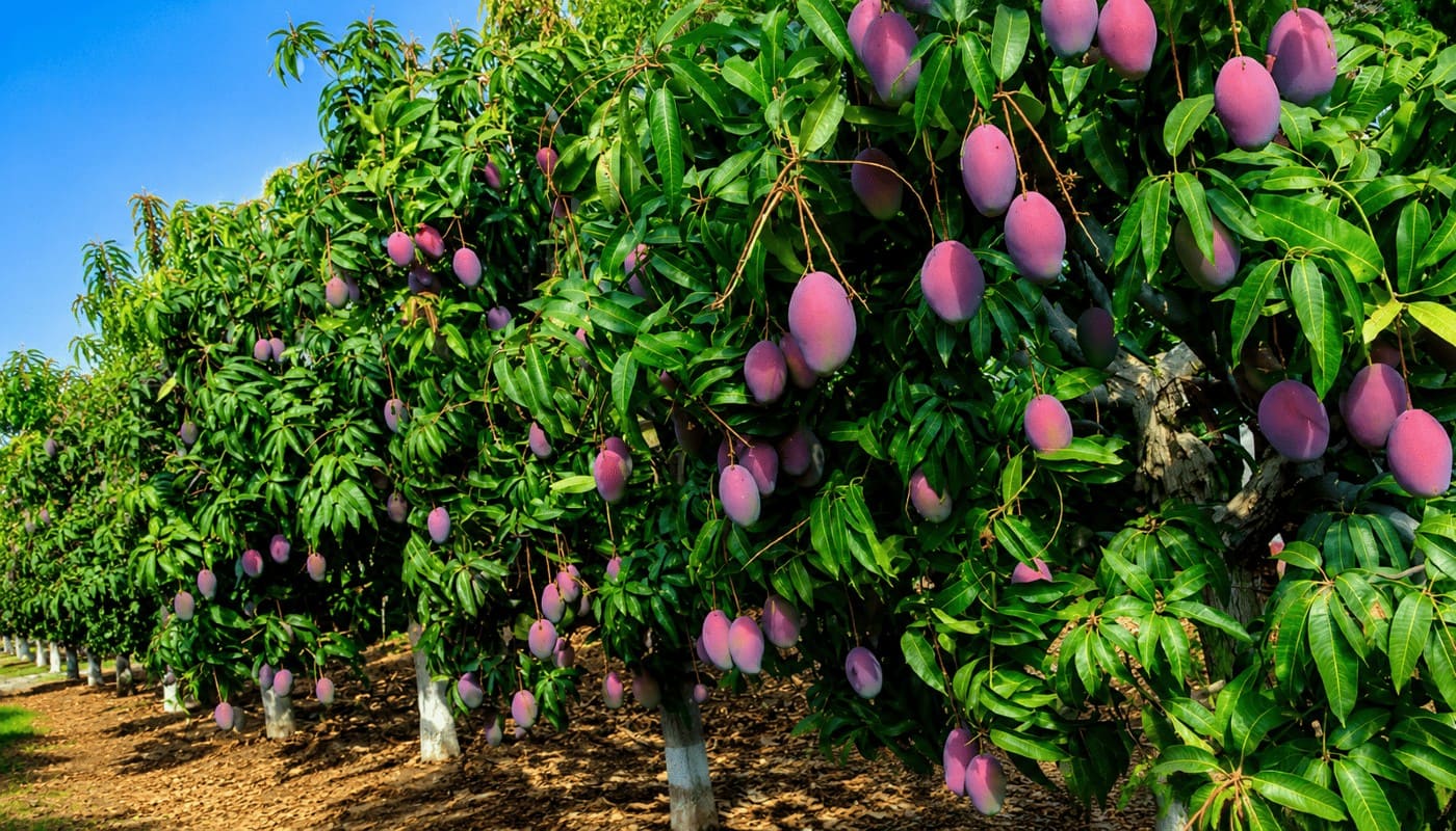 Un huerto de mangos en el norte de Sinaloa