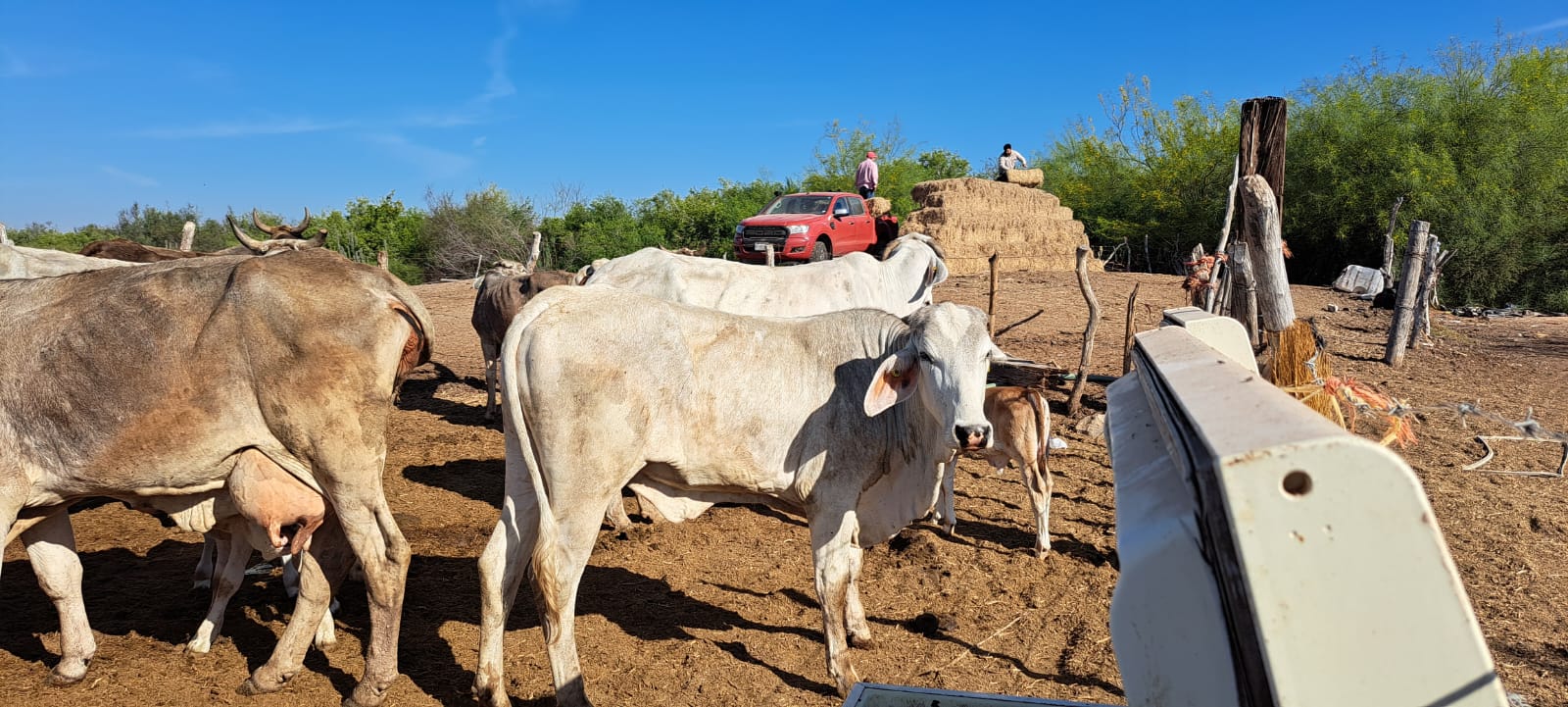 Ganado vacuno en corrales de Culiacán