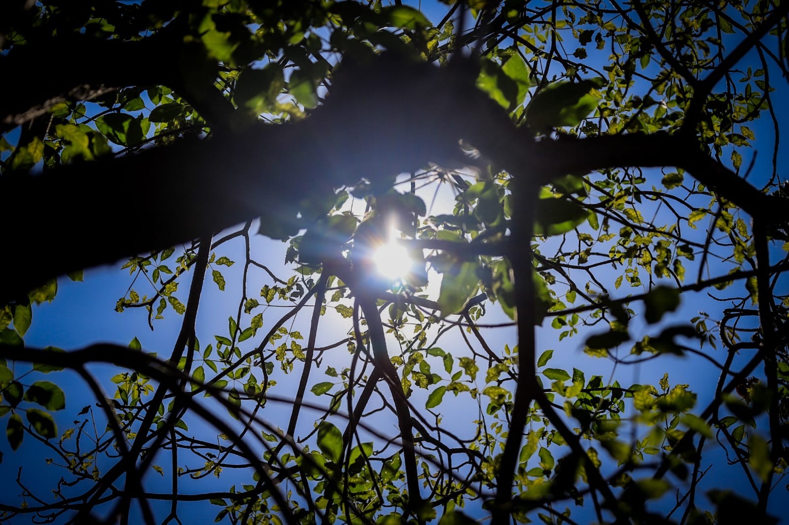 Ramas y hojas verdes de un árbol y en el cielo azul despejado se ven destellos del fuerte sol