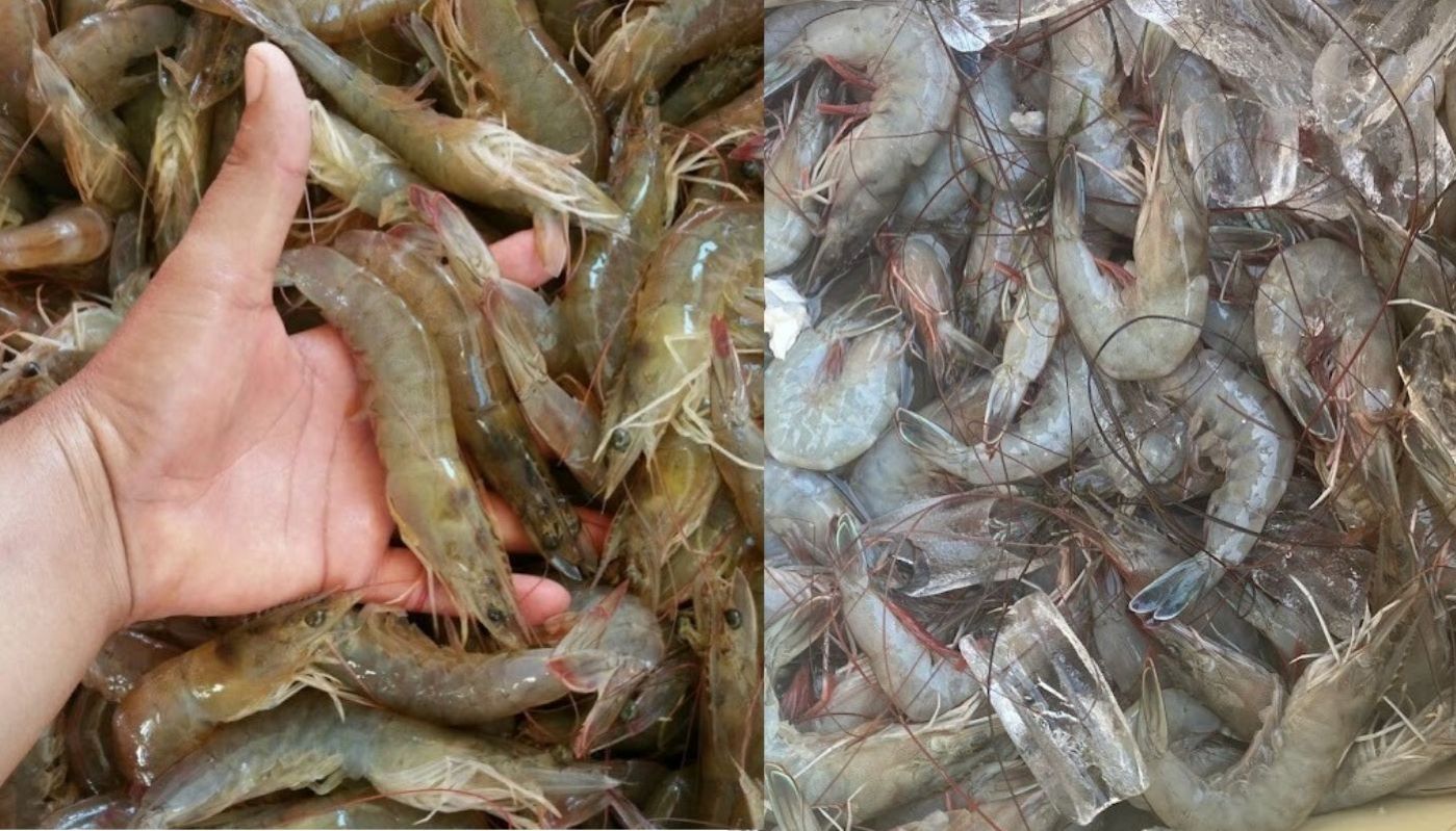 Mano de una persona entre camarones