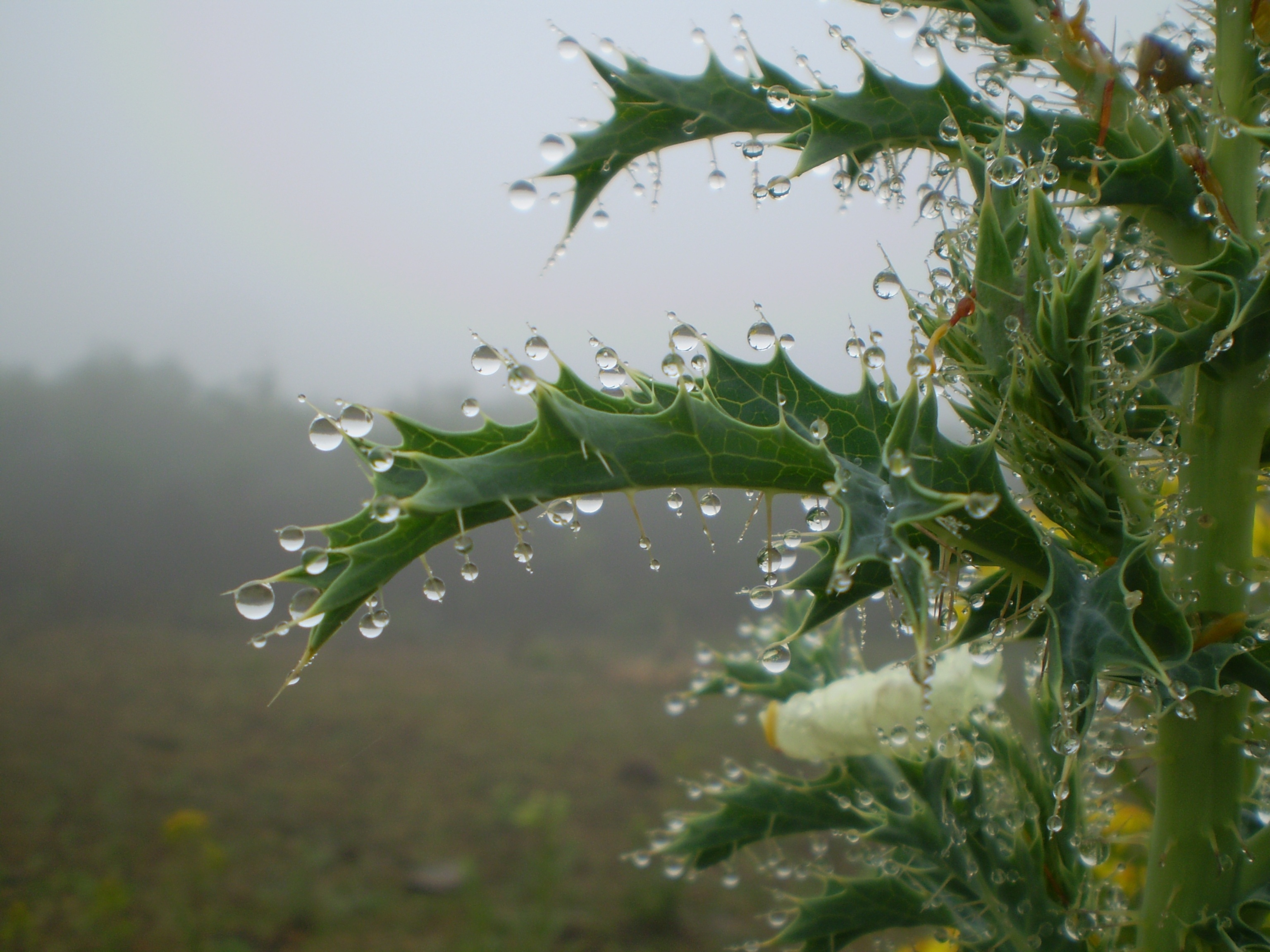 Planta mojada tras la lluvia