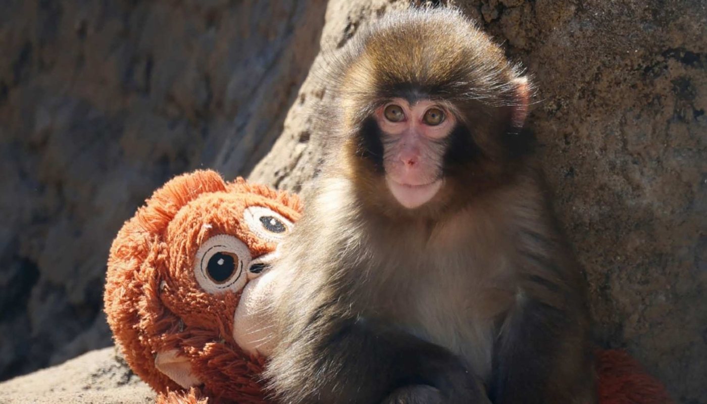 Punch, el monito viral de Japón que conquistó internet y redes sociales