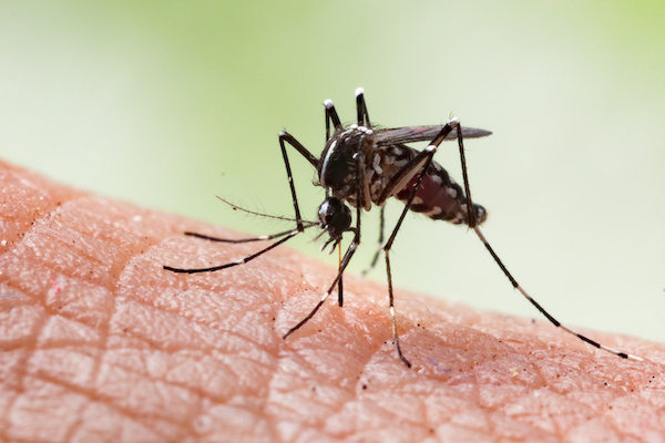 foto close up de mosquito parado en piel de humano