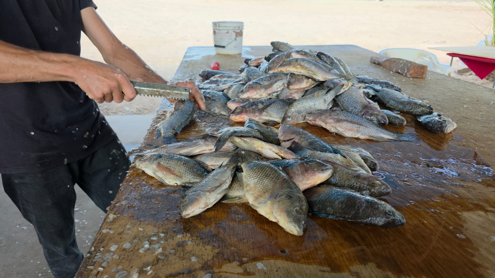 Pescados en una mesa y una persona con un cuchillo en una mano