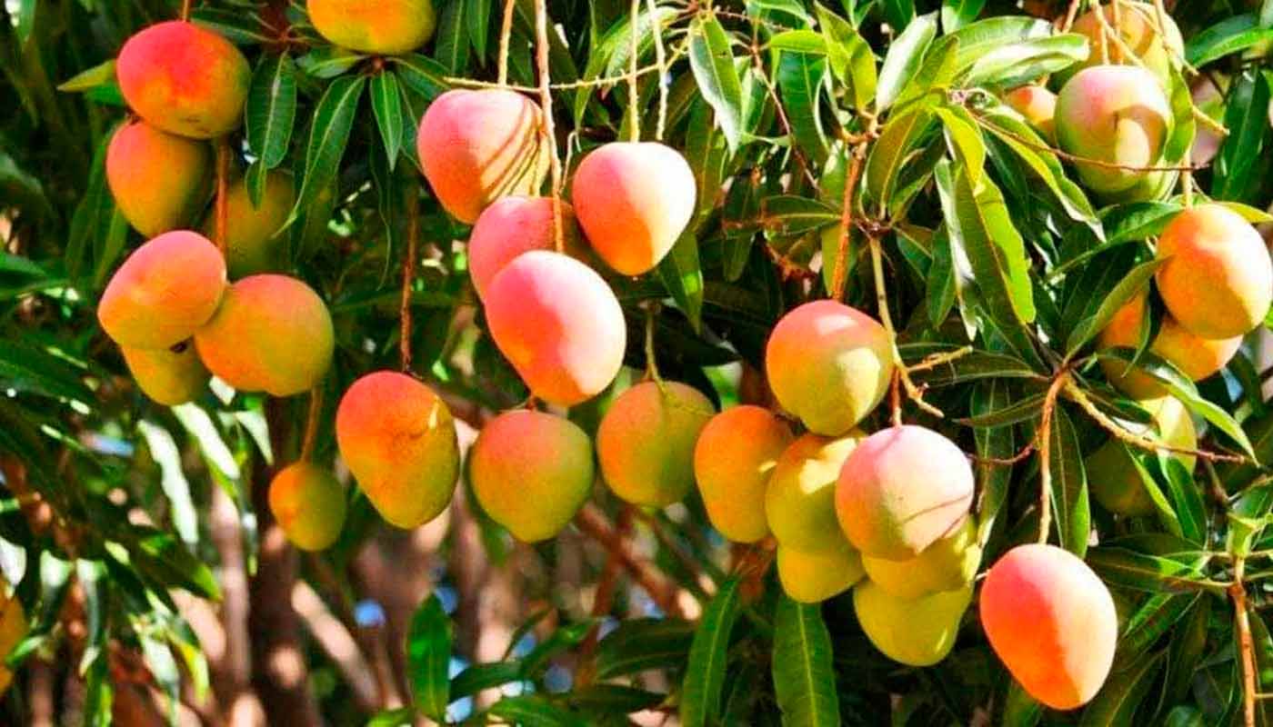 Frutos en árbol de mango