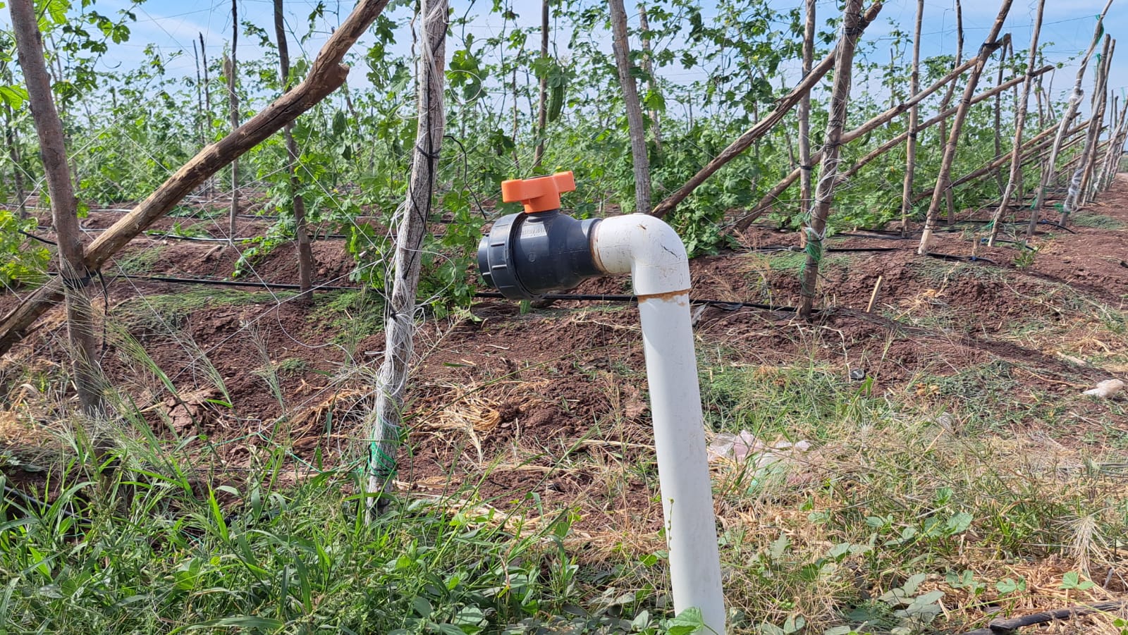 Bomba agrícola