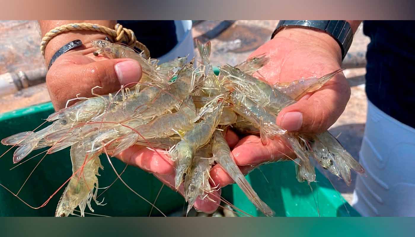 Persona sosteniendo camarones con las manos