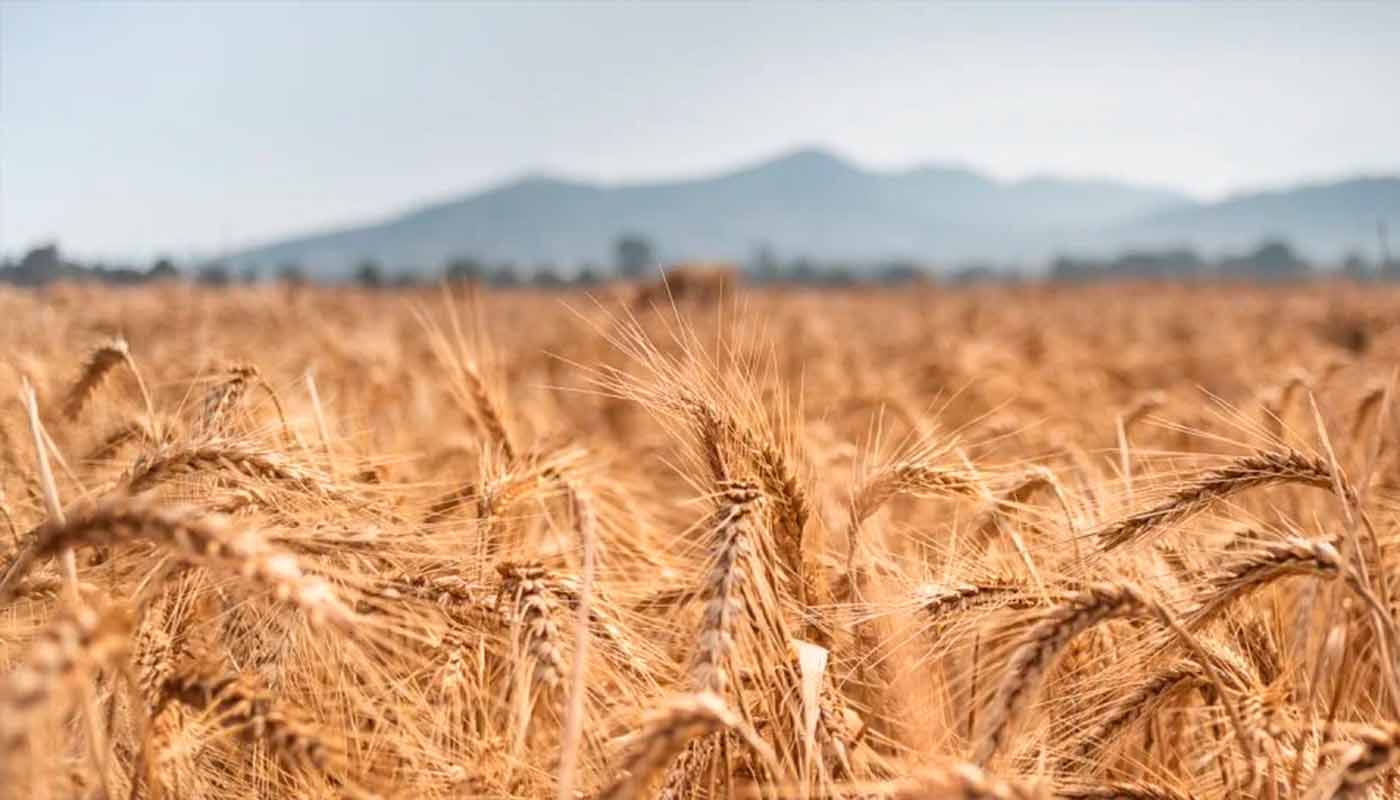 Campo de trigo