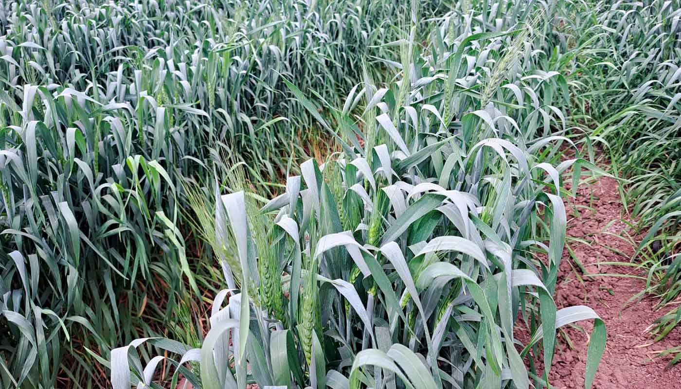 Campo de trigo