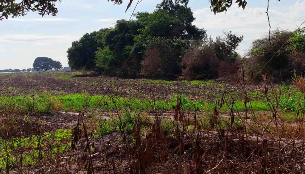 Campo en Sinaloa