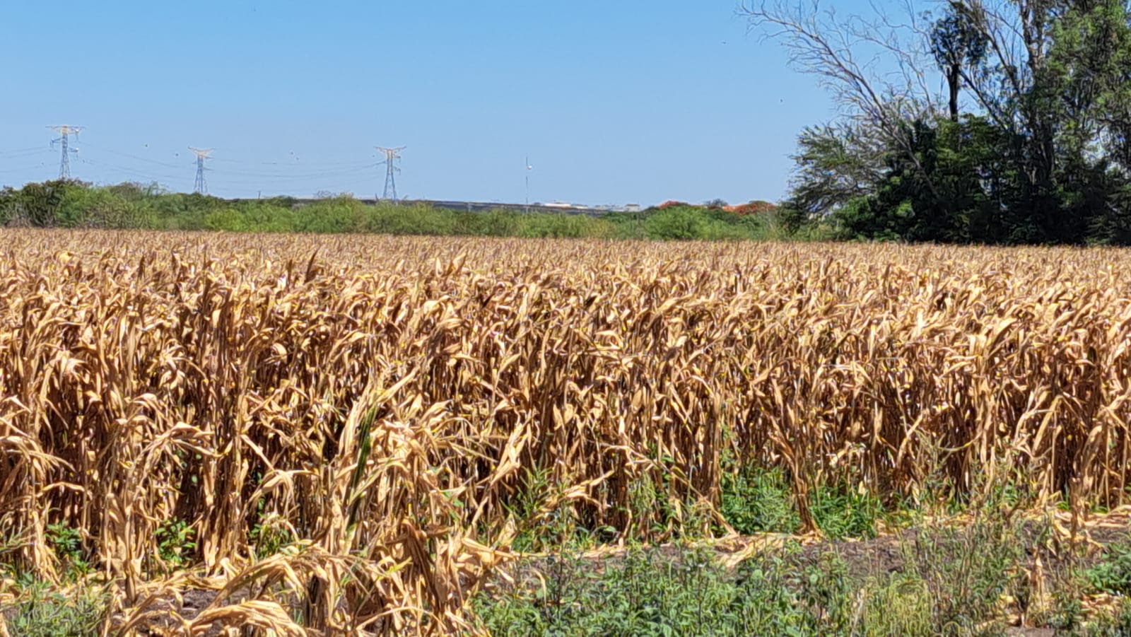 Campo maíz