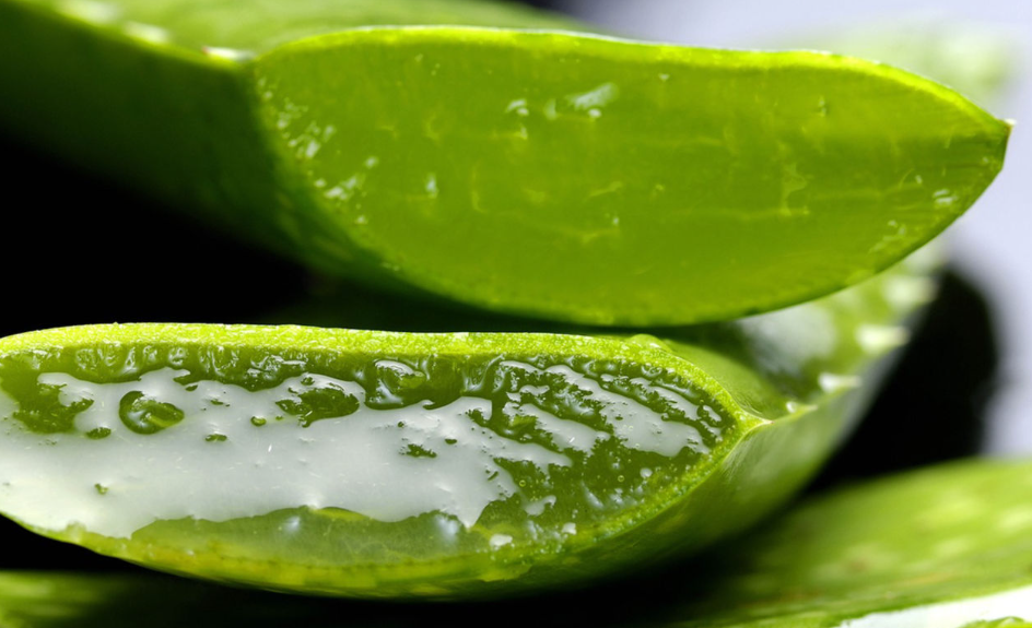 Sábila: la planta que mantiene su lugar como aliada del cuidado de la piel