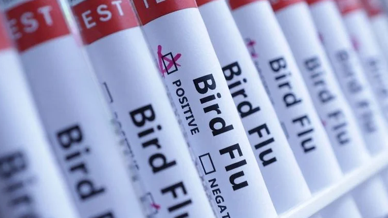 Australia confirma primer caso de gripe aviar H5 en su territorio continental
